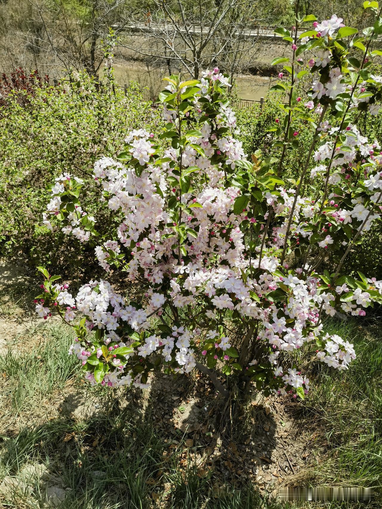 一张照片记录兰州的美好兰州的春天，繁花似锦，到处都是花，叫出名字，叫不出名字，一