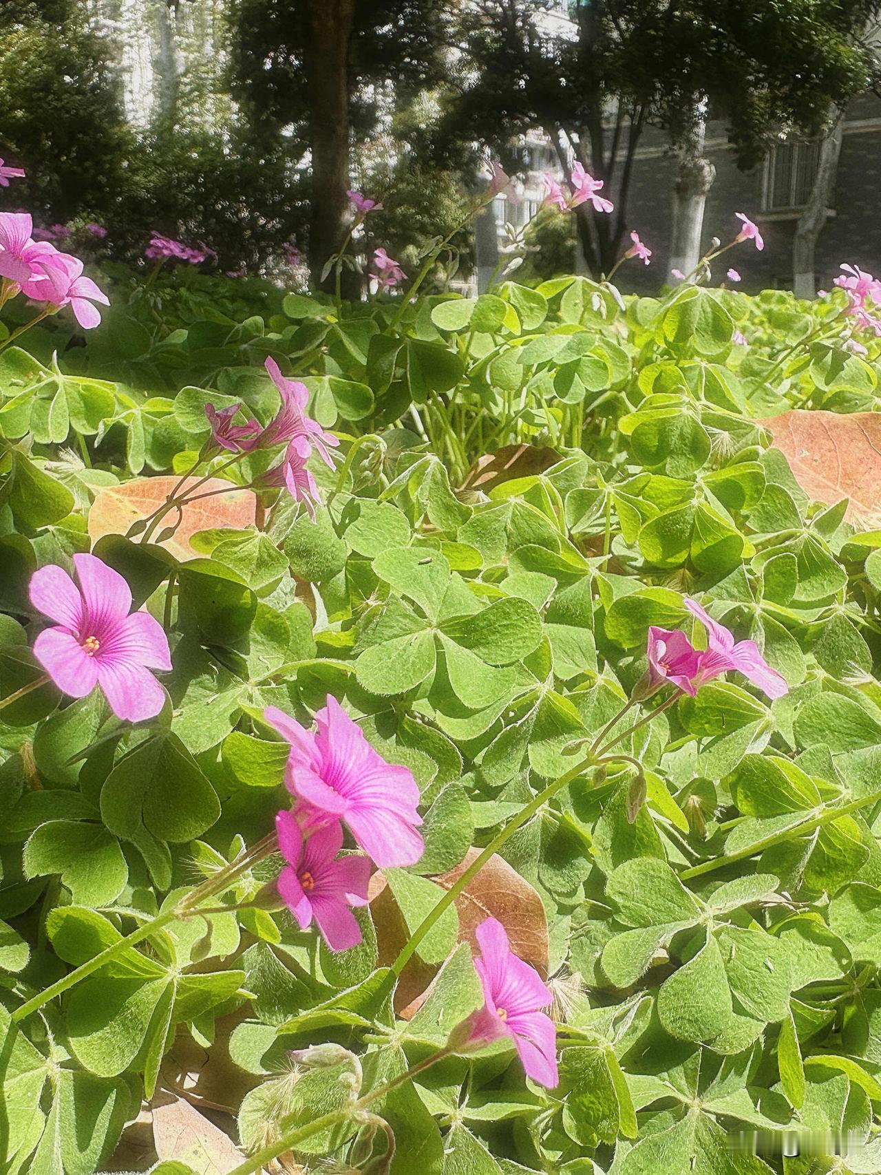 要允许有一些时间，是空的，无用的。
用来坐在树下，听风，看云。

今日分享随手拍