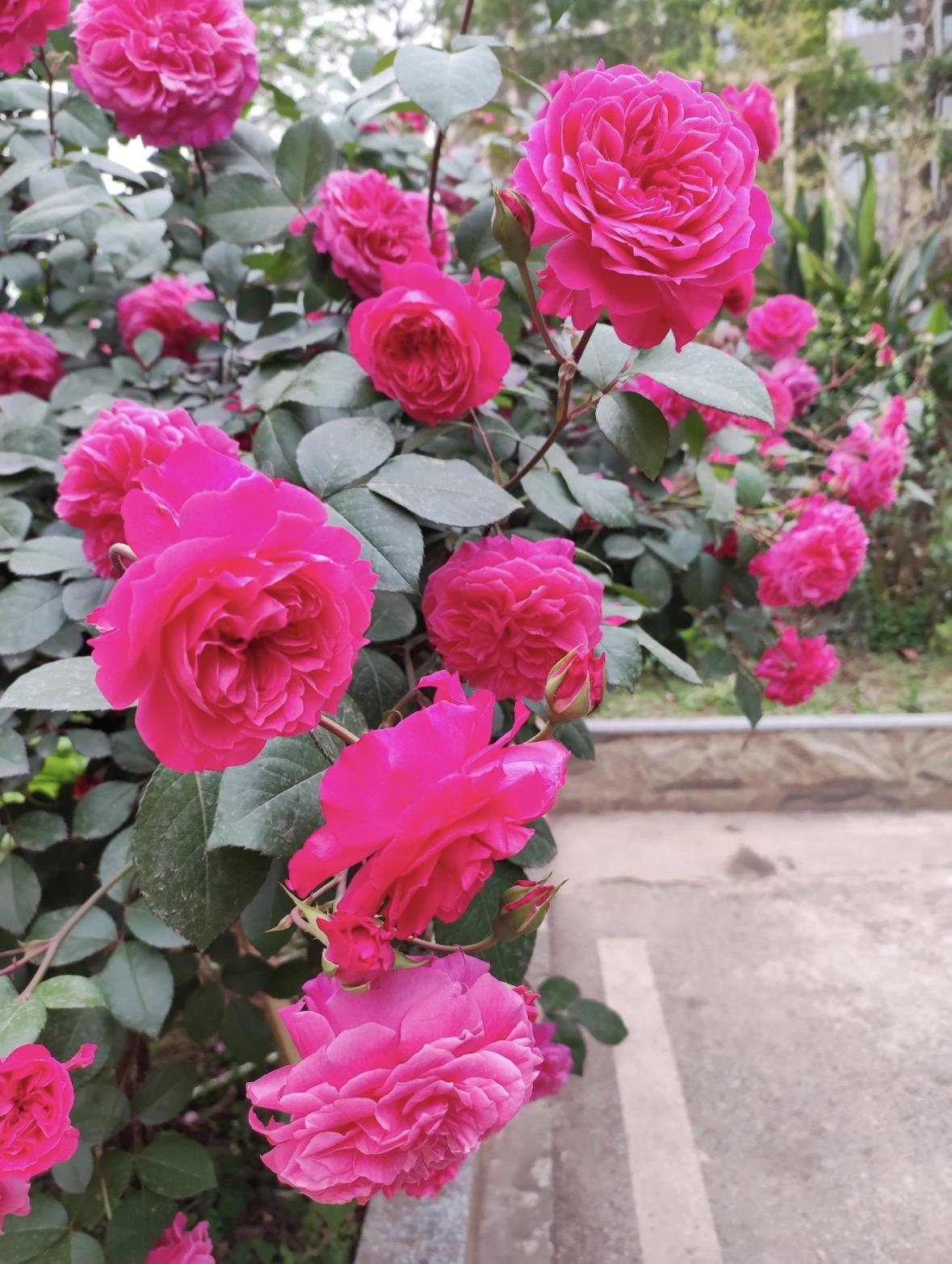 有兄弟姐妹的女孩，在婚恋中真的更吃亏吗？
最近发现一个很明显的现象。
现在年轻人