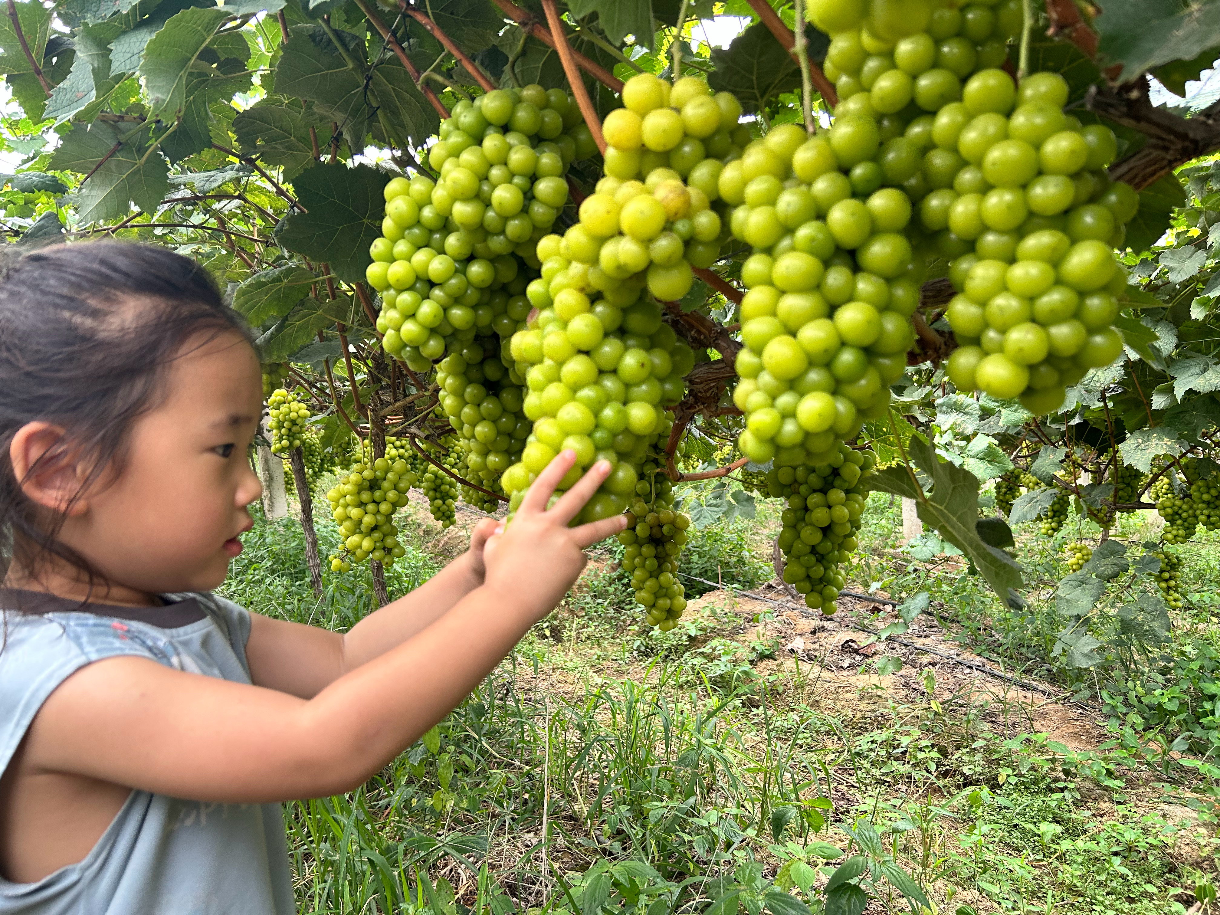 为什么ee们不在信阳！！！高低给你们送葡萄🍇！自家果园，随意采摘！！（不是）?