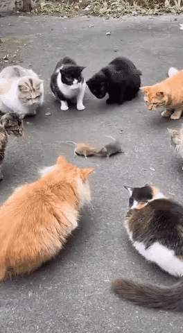 想到了古罗马斗兽场，血腥残忍的公共娱乐。