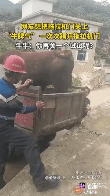 一头黄牛被主人卖了。它浑然不觉，被主人用食物哄骗着上了拖拉机车厢，主人收了钱后便