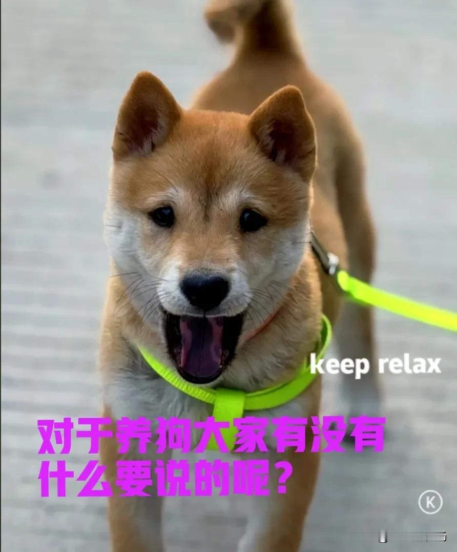 前段时间，一位新疆的网友粉丝，在我的评论区留言，发表了他对养狗的一些看法和理解。
