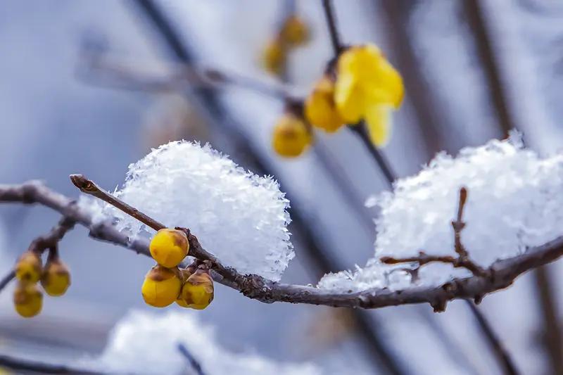 上联：夏雨荷花艳，下联才子请冬雪腊梅香