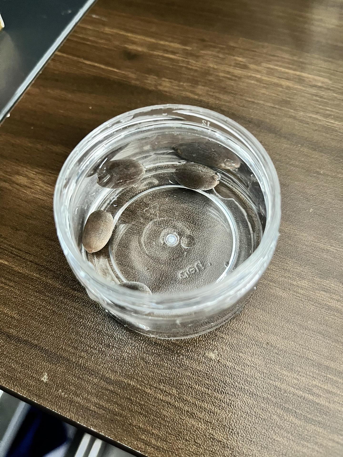 记录种子发芽🌱。