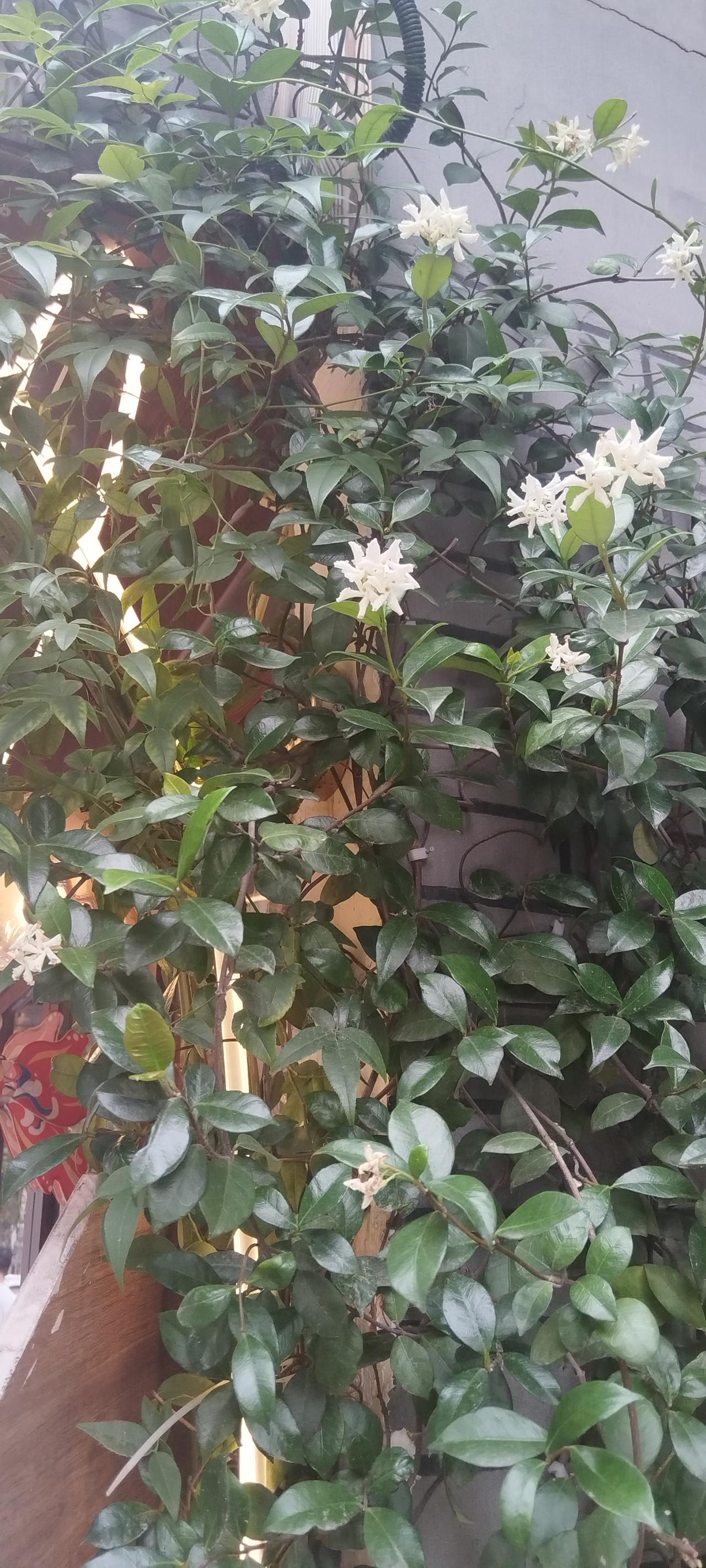 分享一张拍的花