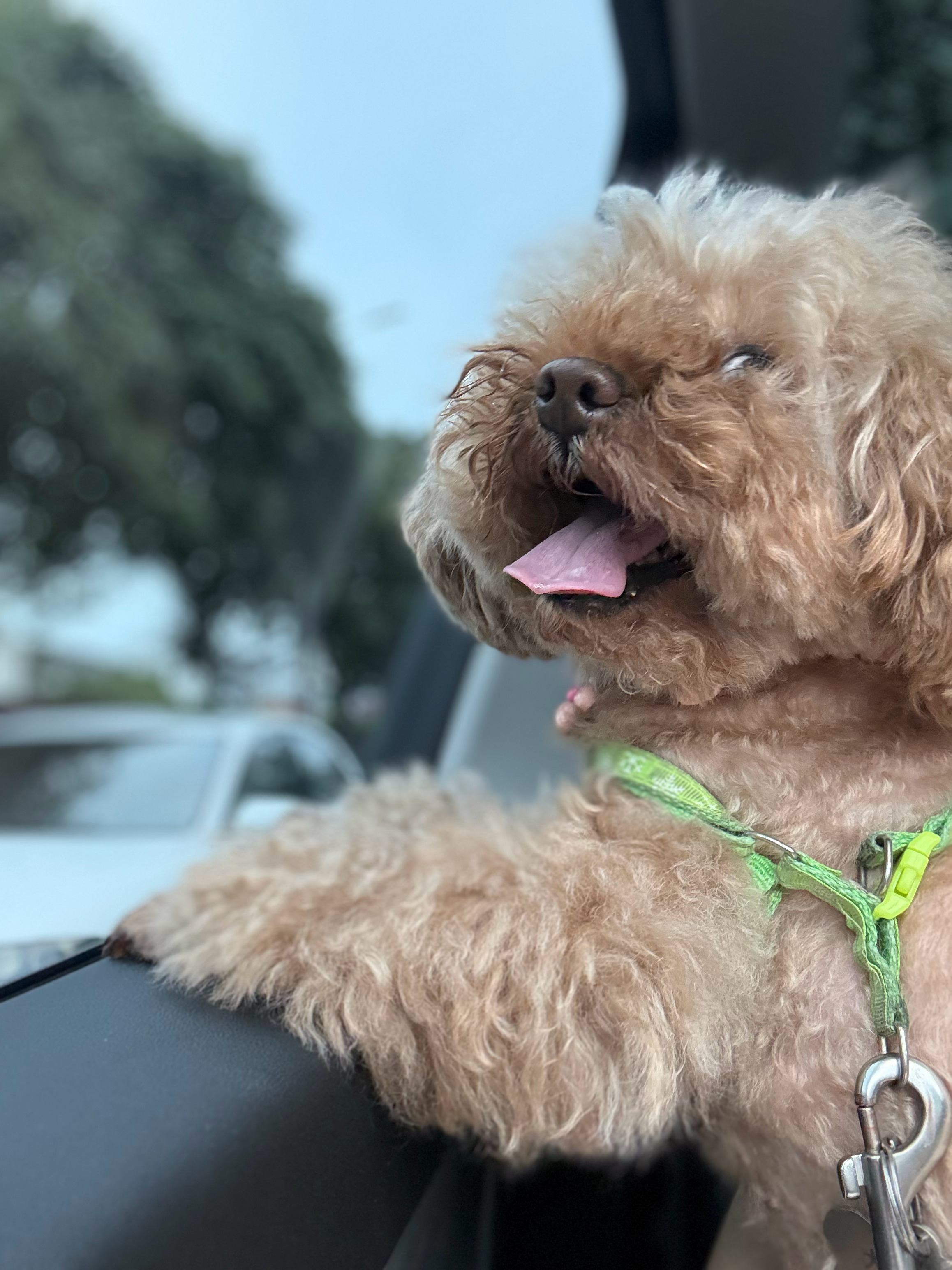 🐶🐶 湖州
