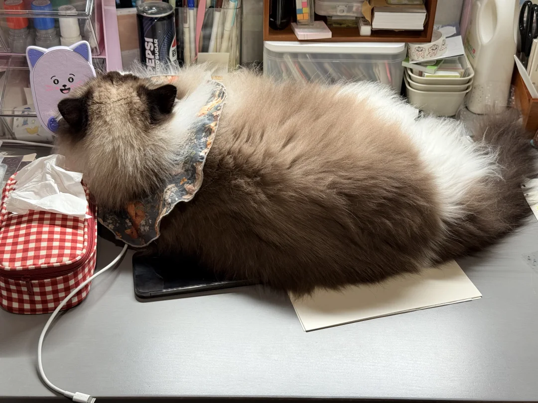 小猫咪能有什么心事呢