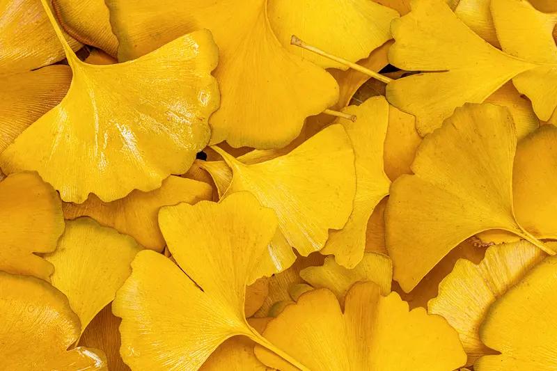 一张图证明秋天来了，非我前几日拍的那几张莫属。画面中，一片金黄的银杏叶正缓缓飘落