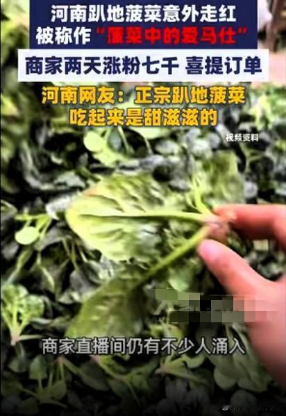 🔥救命！河南睢县的趴地菠菜也太会逆袭了吧！
 
被网友喊“菠菜中的爱马仕”，吃