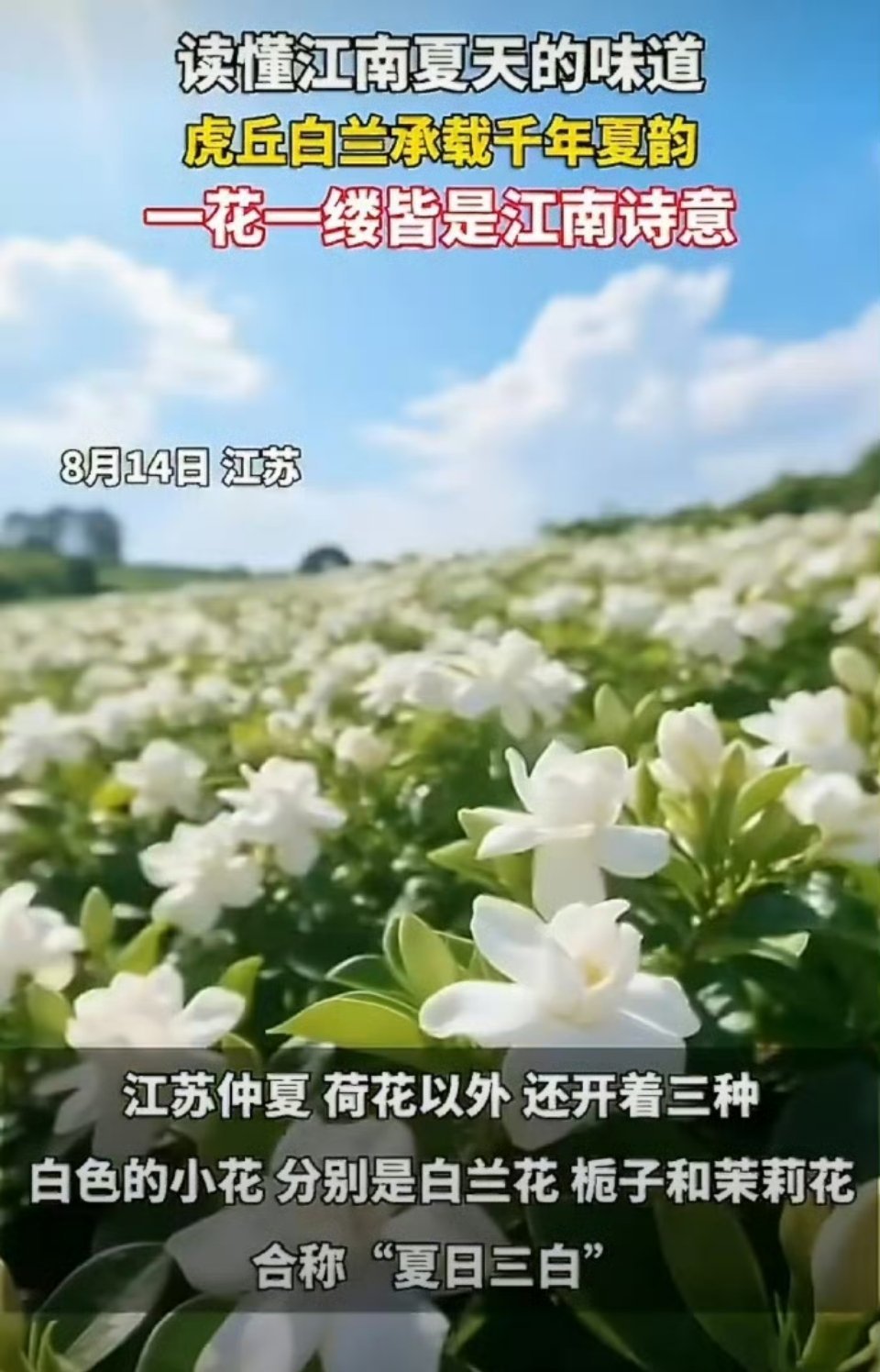 江苏的夏日浪漫是阿婆篮子里的白兰花吴侬软语伴着幽幽花香，阿婆竹篮里的白兰花，是江