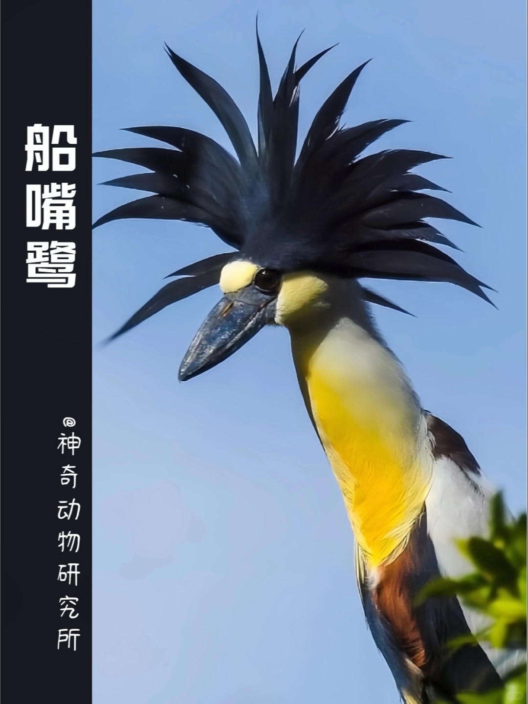 每天了解一种趣味动物👀船嘴鹭