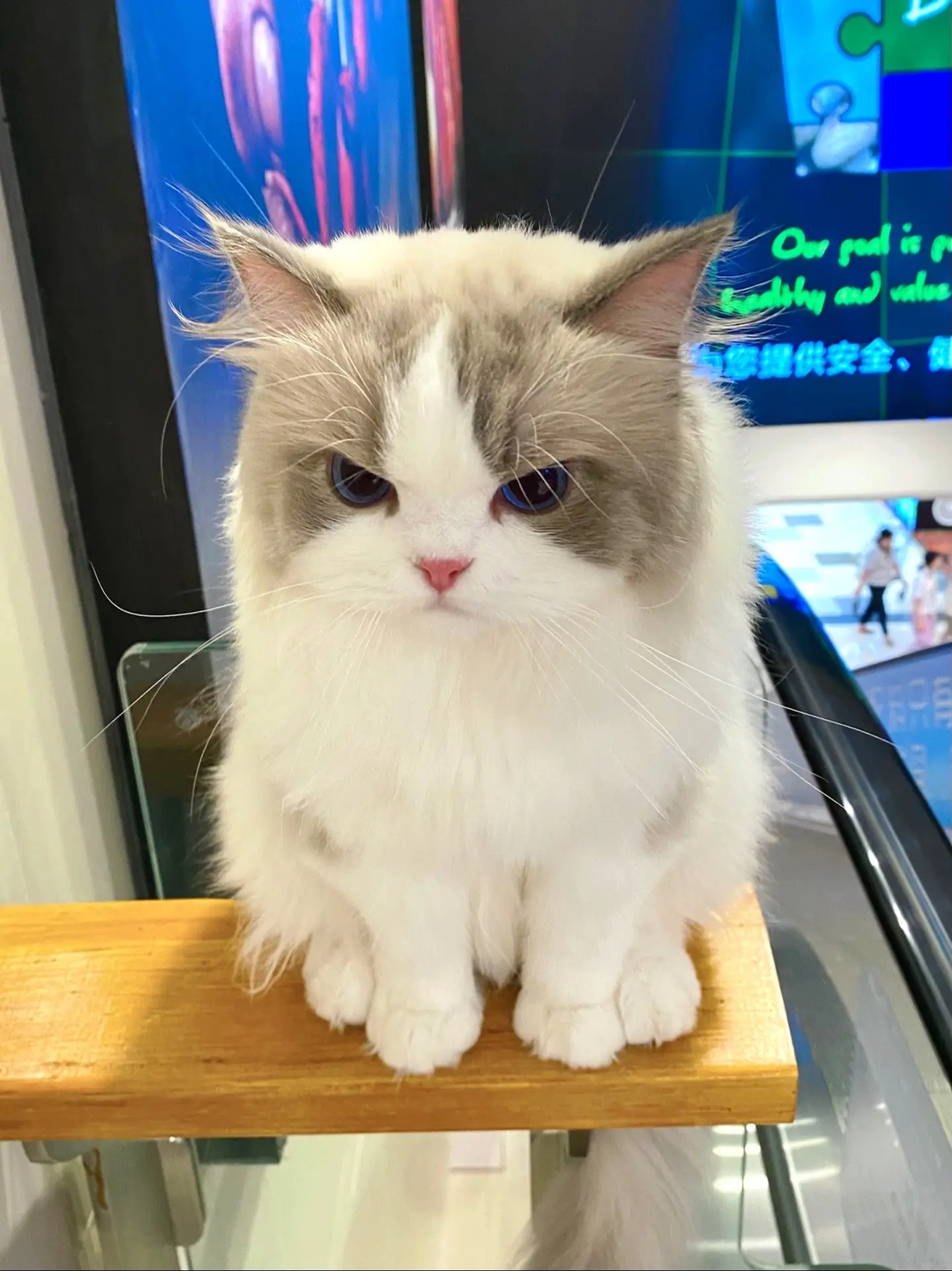 当天气太热带我的猫去超市蹭空调。美国佬真的经不住热