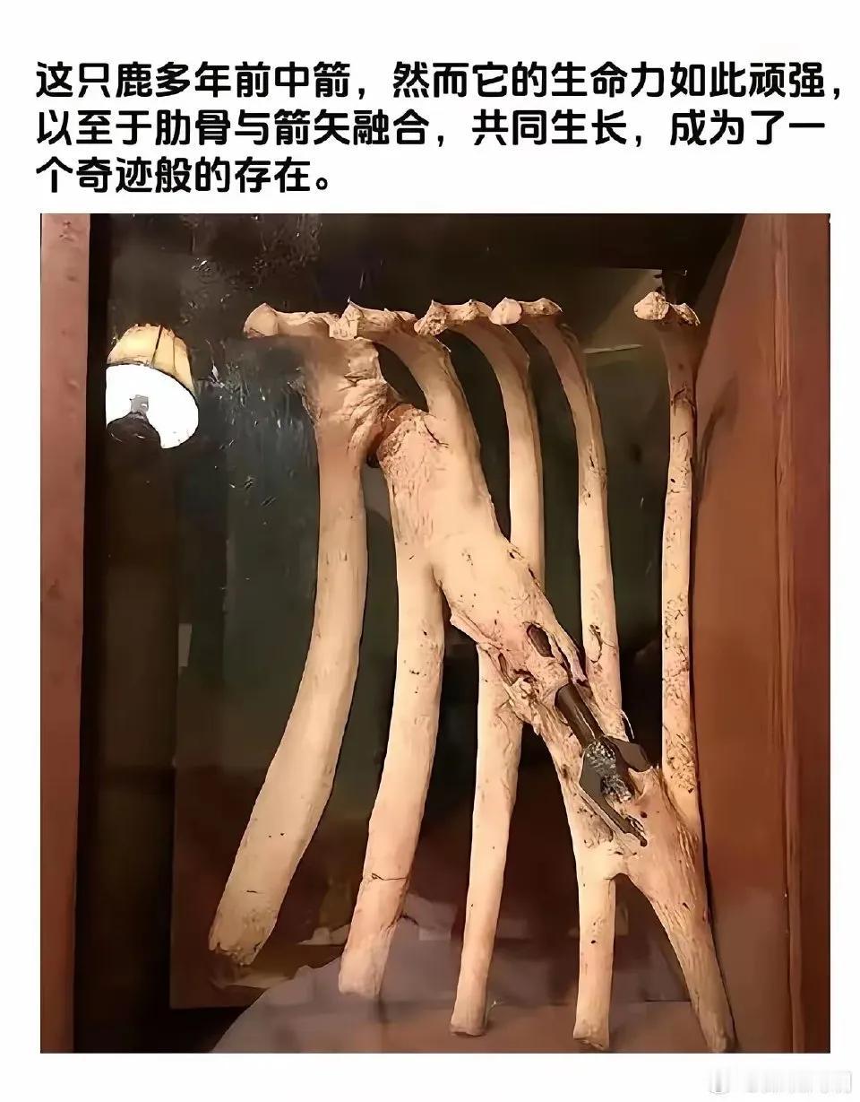 感觉更坚固了