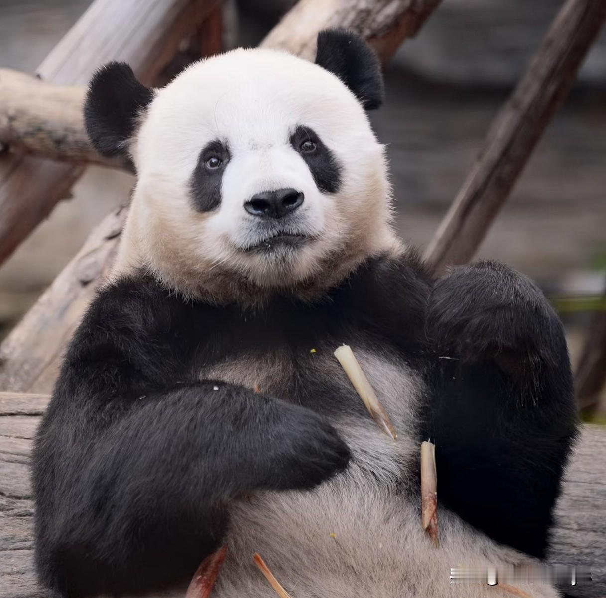 萌大一觉醒来是不是天都塌了？duang大一个三弟怎么说不见就不见啦？
两脚兽趁着