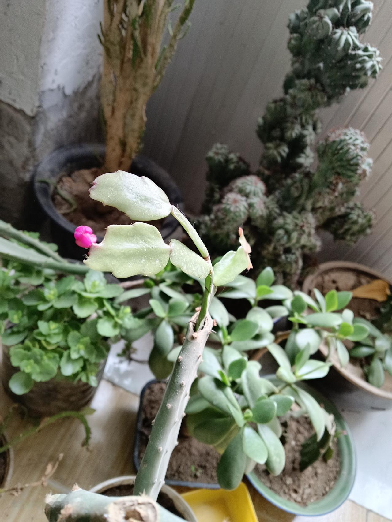 冬日生活打卡季养了这么多花花草草，就这一棵长了花苞，我观察着不一定能开，因为花苞