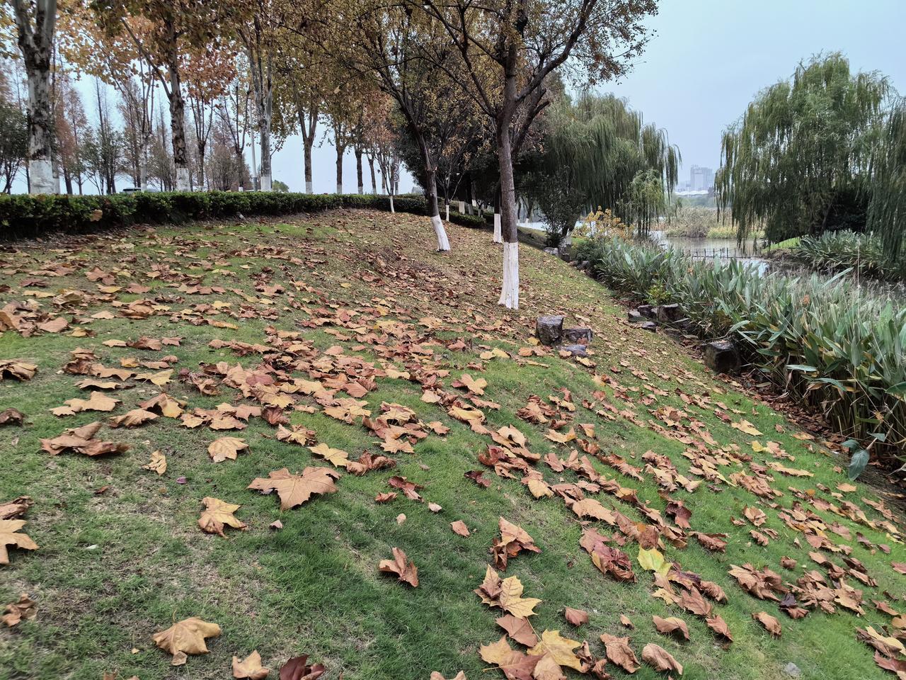 12月3日清晨，寒潮过后浙江湖州满城落叶纷飞，凄美得让人动容和感怀。
秋天的白天