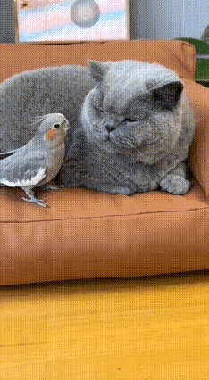 好有爱的画面。
这只小鸟一直在啄猫咪的胡子玩，只怕大猫要发怒，真替鸟儿担心。然而