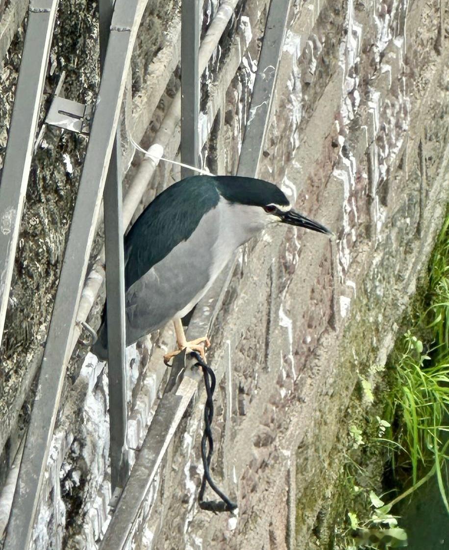 鸟粉投稿 缩着脖子的【夜鹭】🐧看样子经常在这里抓鱼，一旁的墙体都被粉刷白了 