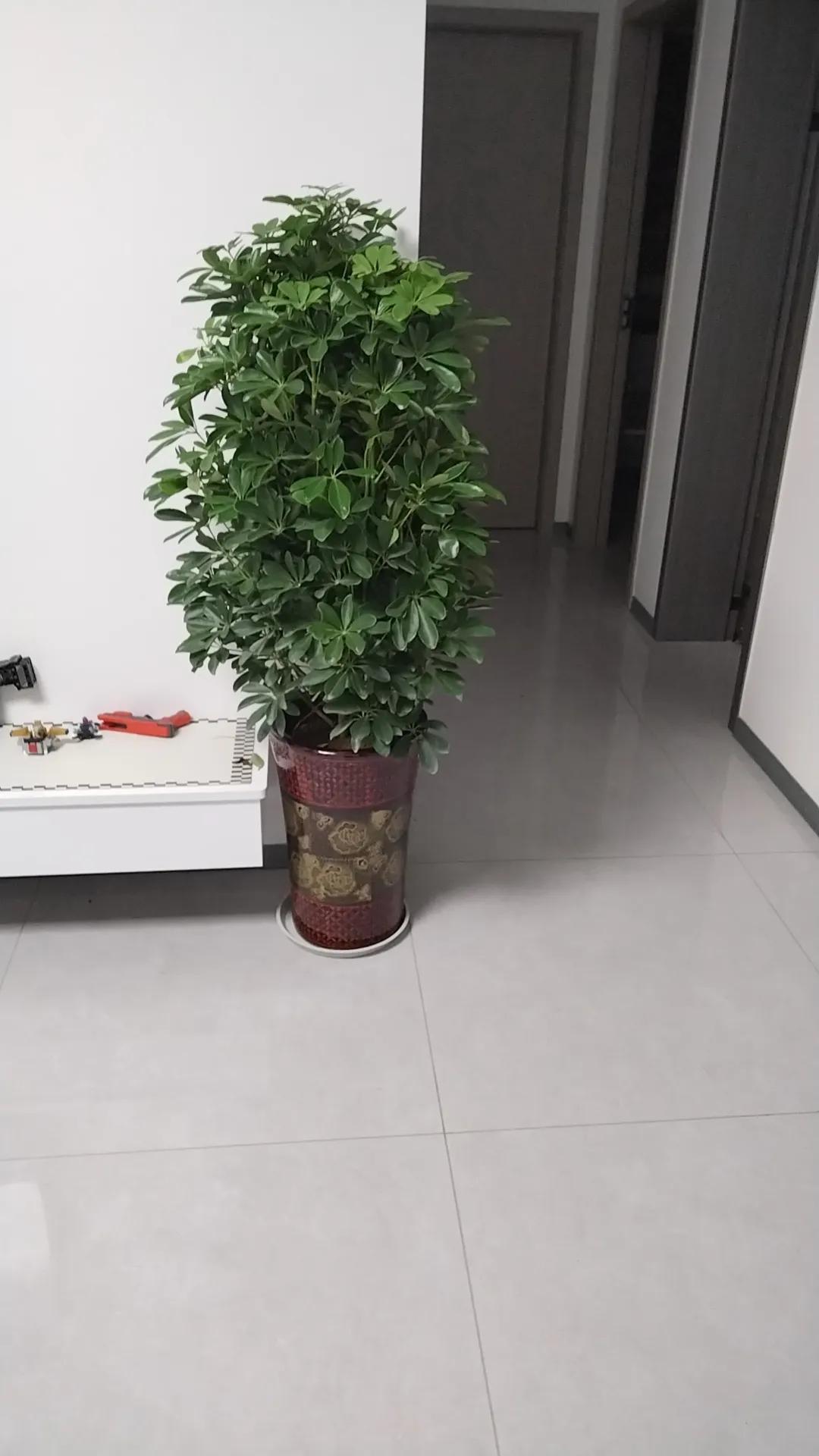 我在网上买了一盆树花了100块，店主说是招财树，收到之后儿媳妇说这是鸭掌树，难道