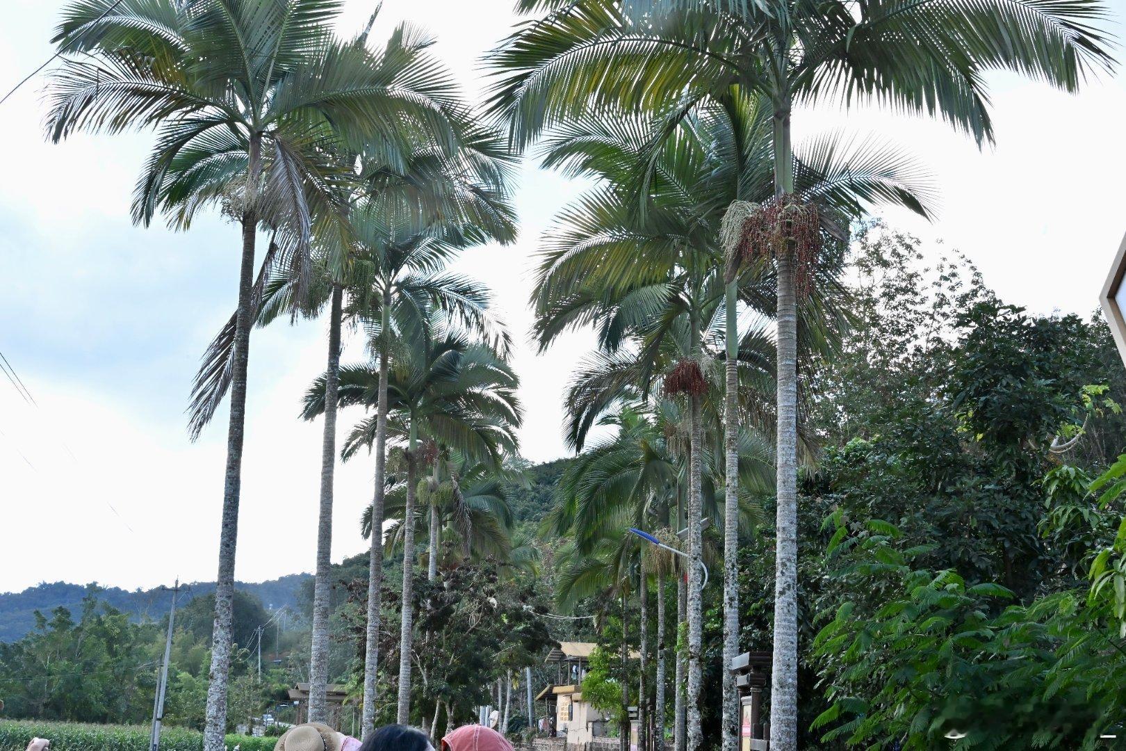 中老铁路上的经济密码“铁路+旅游”激发消费新活力，沿途风景变为“流动的盛宴”。快