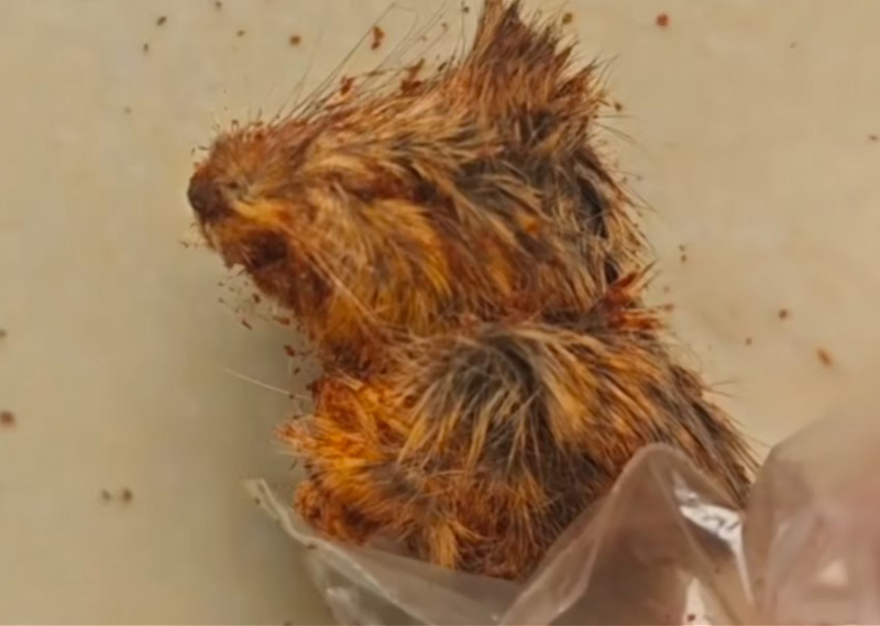 #贵州一食品厂被投诉辣椒面里有鼠头#【贵州从江乐华食品厂被投诉“辣椒面里有鼠头”