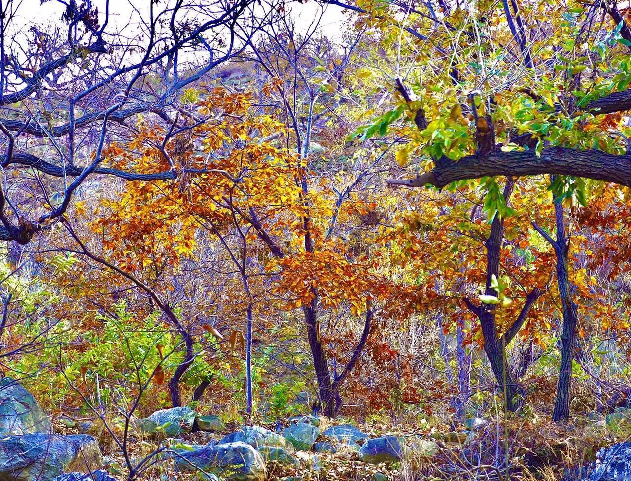 #秋日生活打卡#
秋天的旷野里，有无限烂漫和惊喜，还有惊艳的色彩融合……