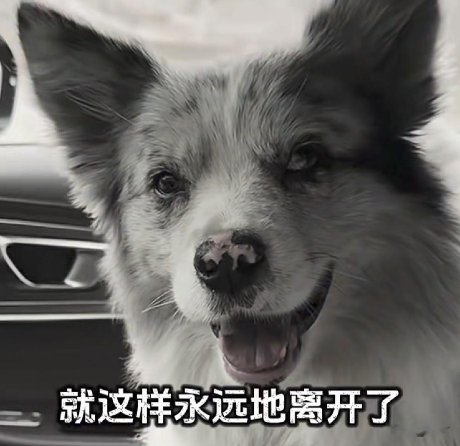 近日，一条拥有百万粉丝“见过大世面”的网红狗——锄头，被强行偷窃，后以180元的