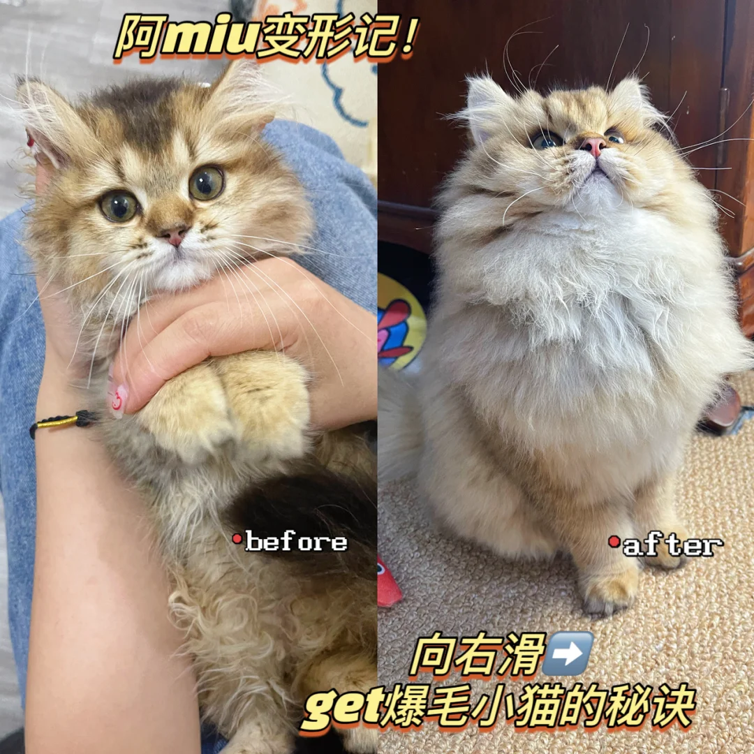 阿miu变形记｜轻松get拥有爆毛小猫