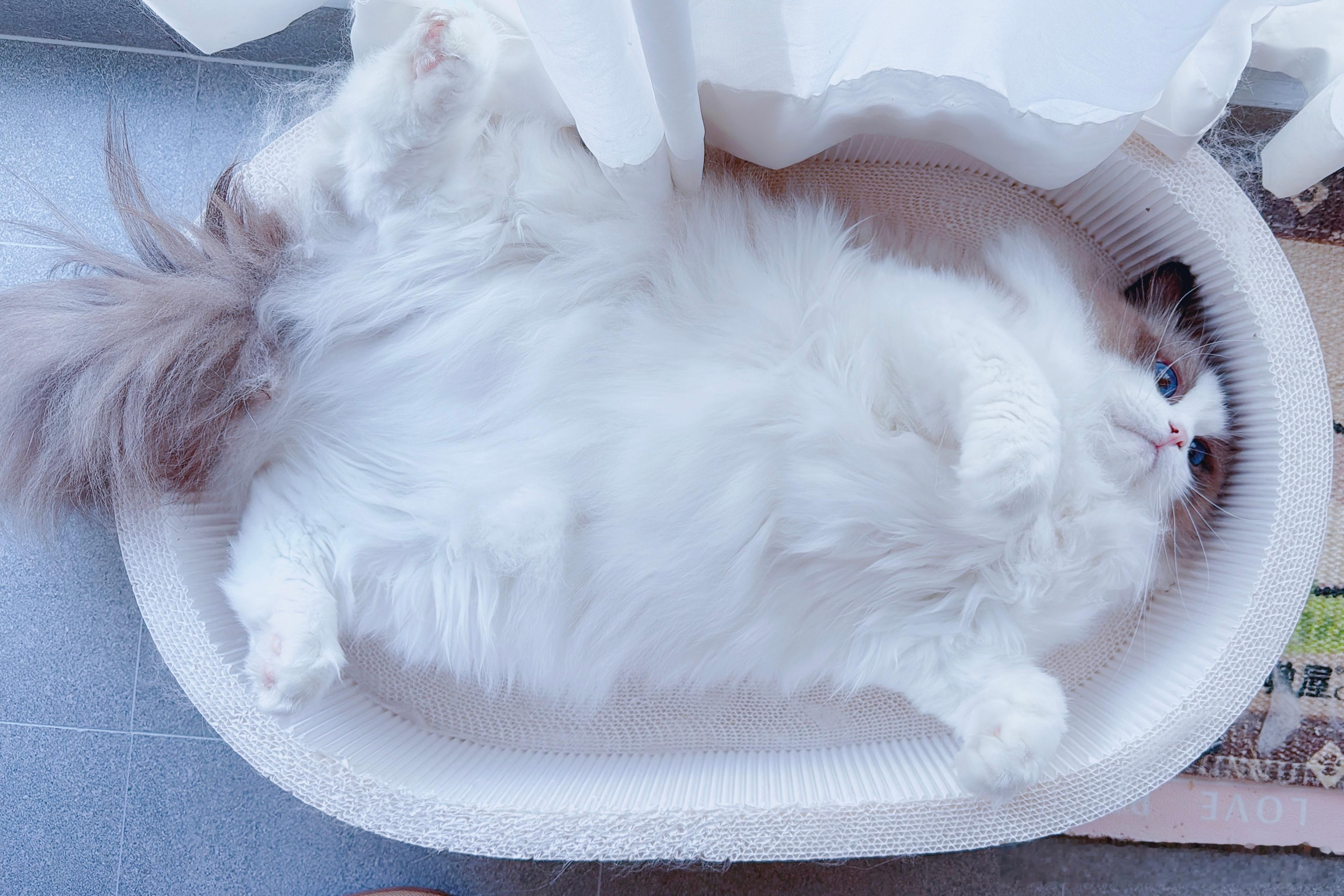 一盆猪哼 