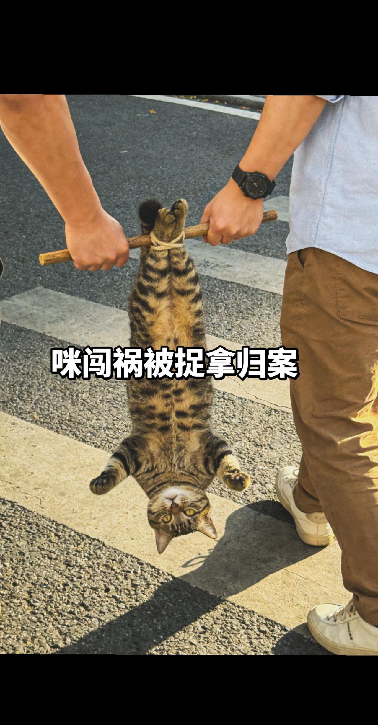 猫咪 萌宠出道计划 萌宠