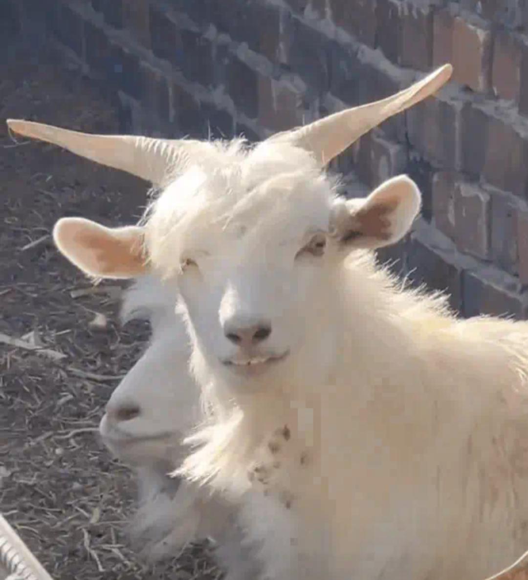 这只羊看着好眼熟，就是想不起来像谁了？[捂脸][捂脸]