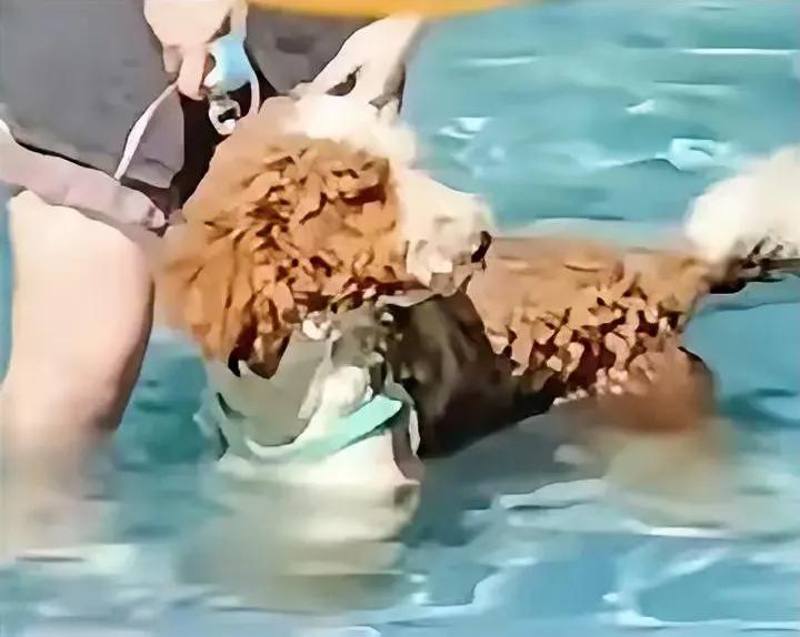 刚看到两桩大事，看得人心里痛快极了！
 
一边是三亚那位“狗比人干净”的女士，终