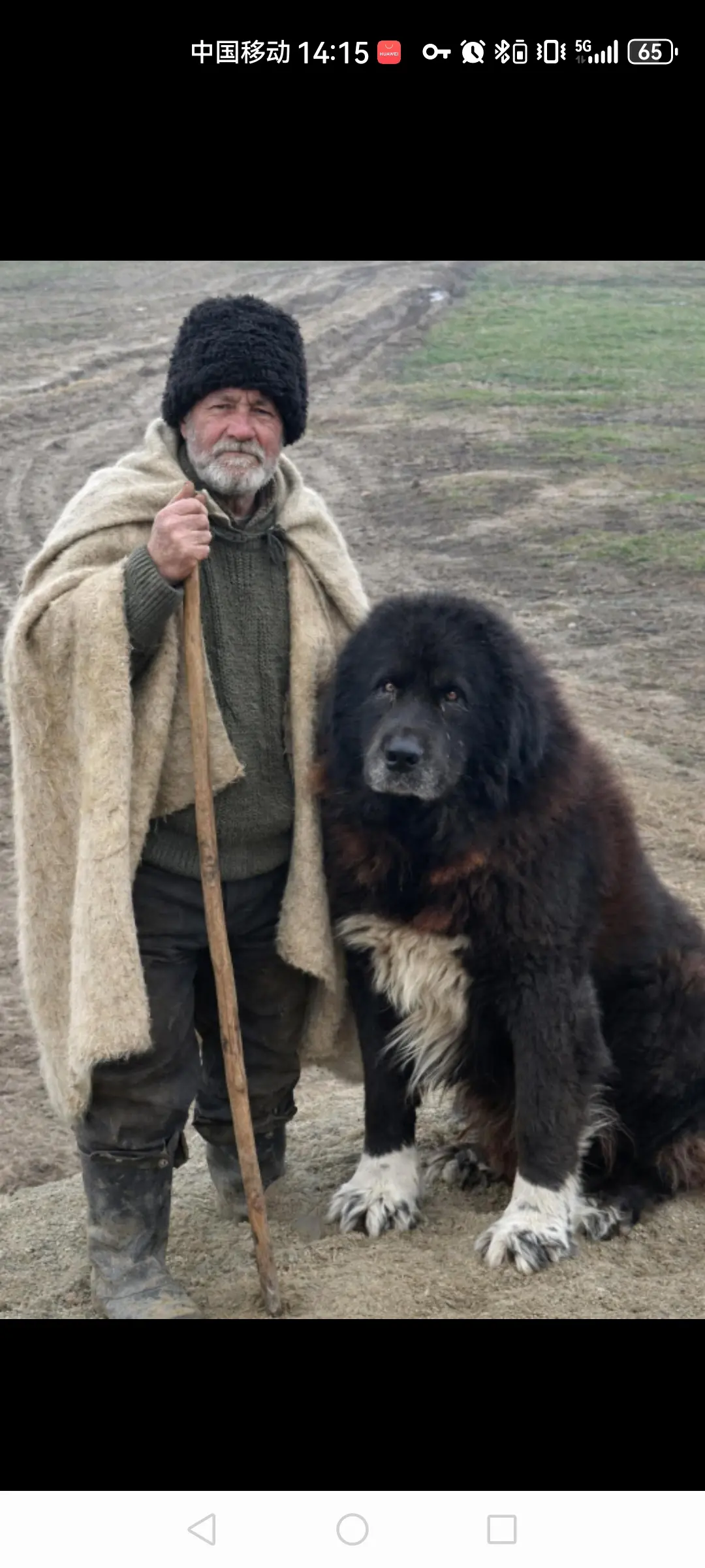 看着装猜猜哪里的本土狗