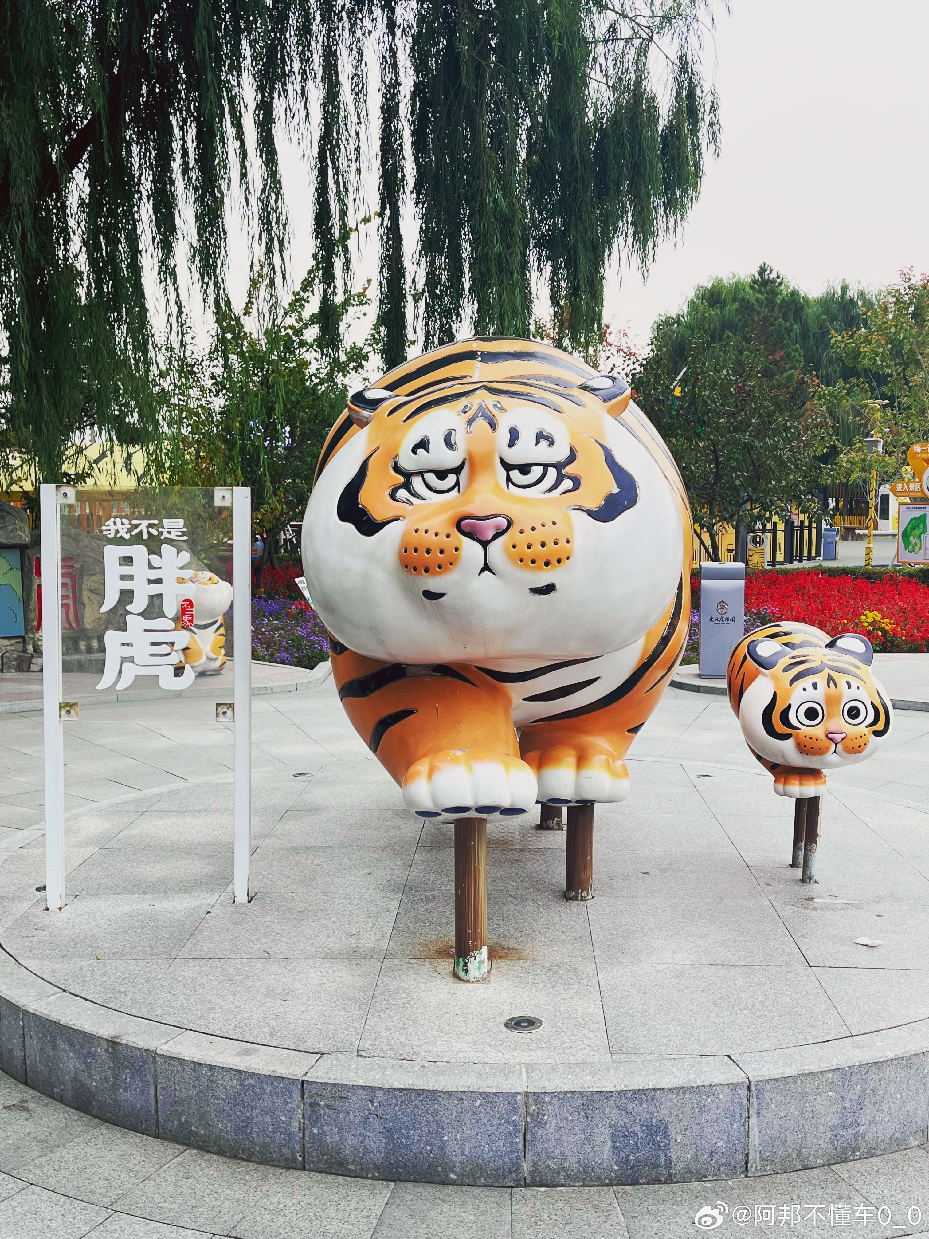东北虎二埋汰8岁了至今没对象图一就是二埋汰，睡觉当中，喊都喊不醒，哈哈哈相较于其
