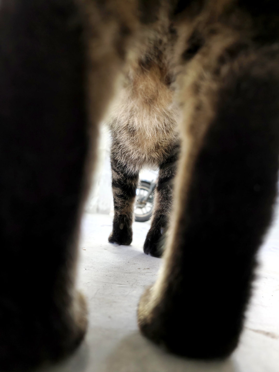 对狸花猫充满性欲到底咋调理 