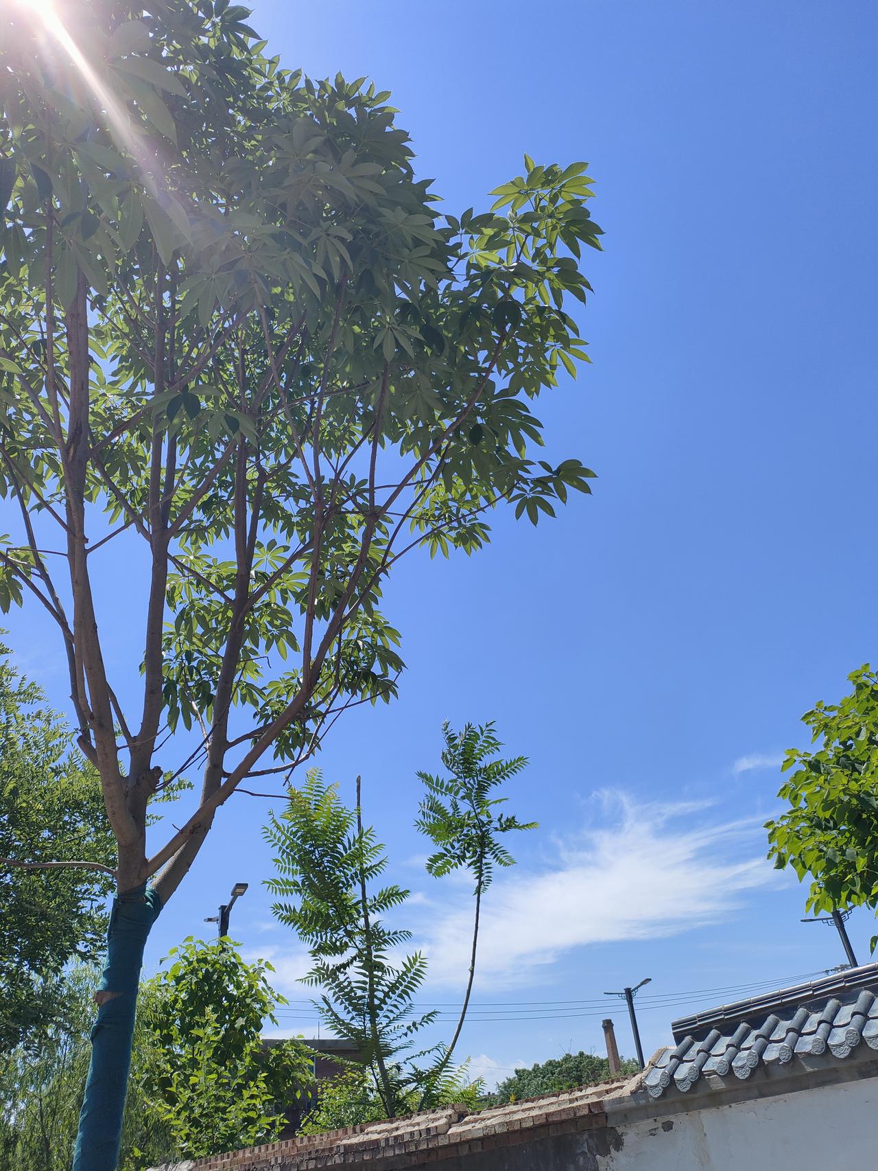 可以分享一张你拍的天空美照吗蓝天像被洗过一样透亮，阳光穿过树叶洒下细碎的光斑。风