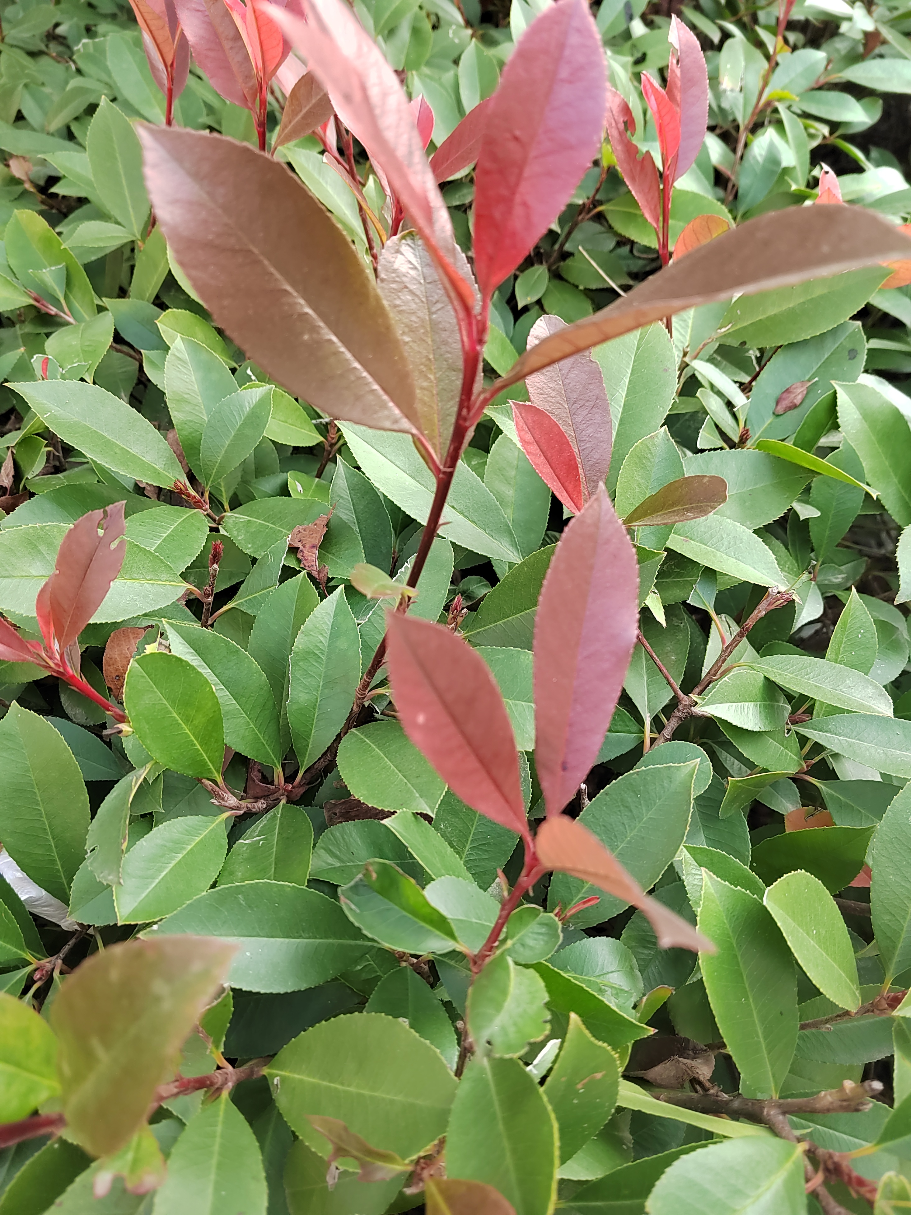 昨天晚上把小的哄睡我去检查老大的作业快检查完的时候小家伙又醒了可能是一看旁边没人