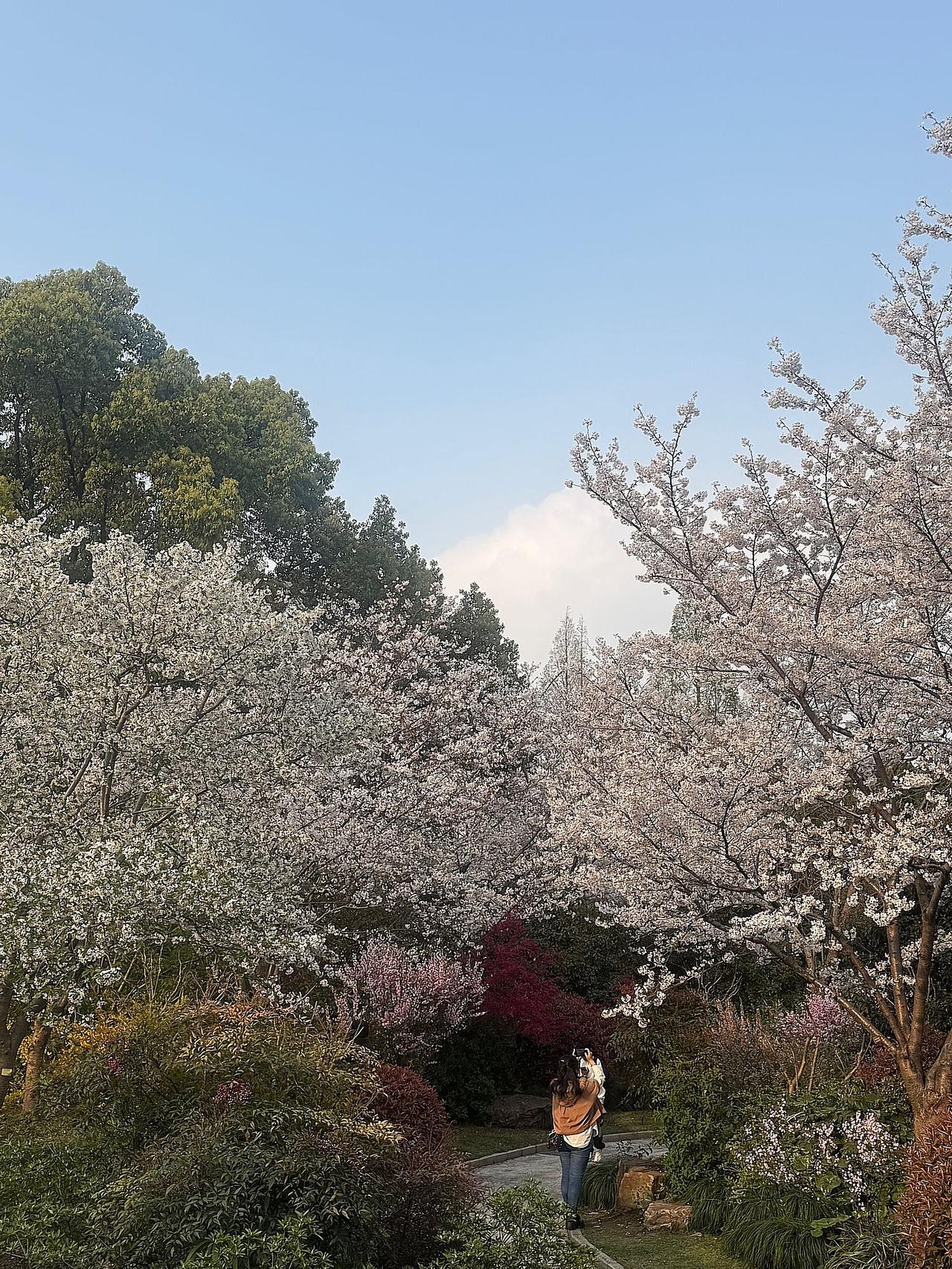 上周去公园时樱花还是光秃秃的枝条，今天樱花苑里的樱花居然绽放了。

满眼的粉白交