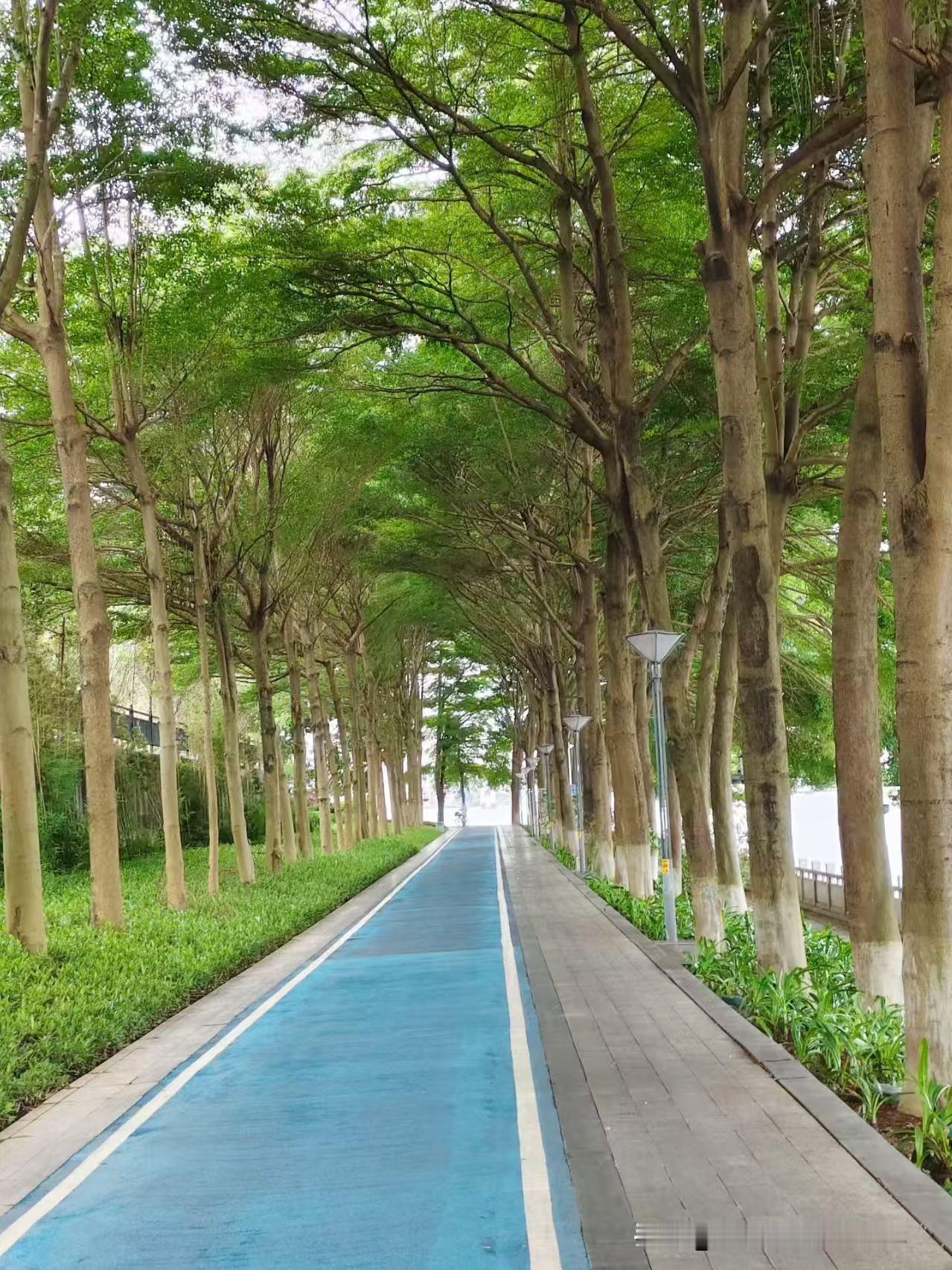 周末清晨赶路上班，意外邂逅了这条治愈的林荫步道。
一排排高大的树木整齐伫立在道路
