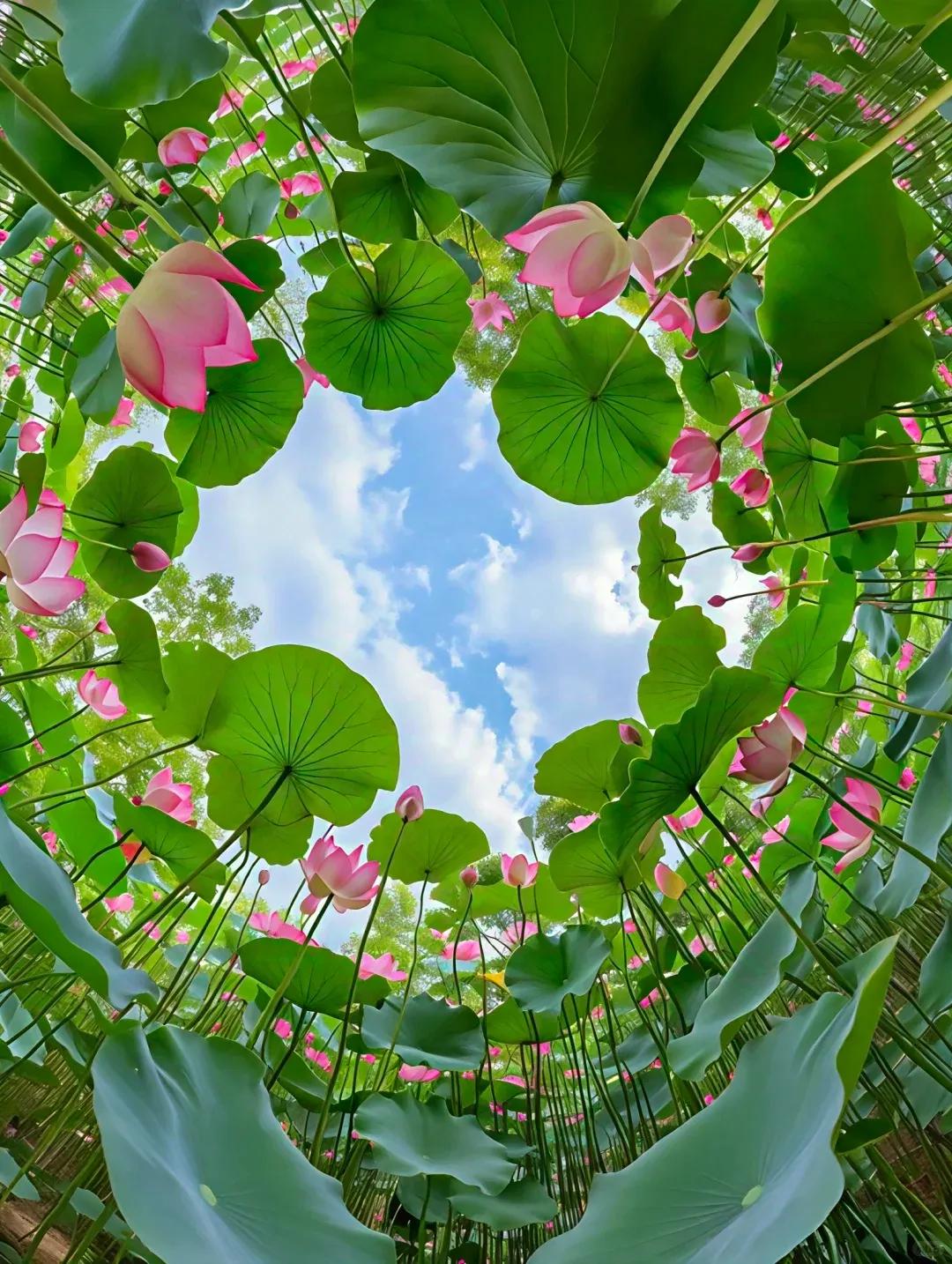 炎炎夏季，您到哪里去避暑：
第一，荷花池边赏荷花，
第二，西瓜地里吃西瓜，
第三