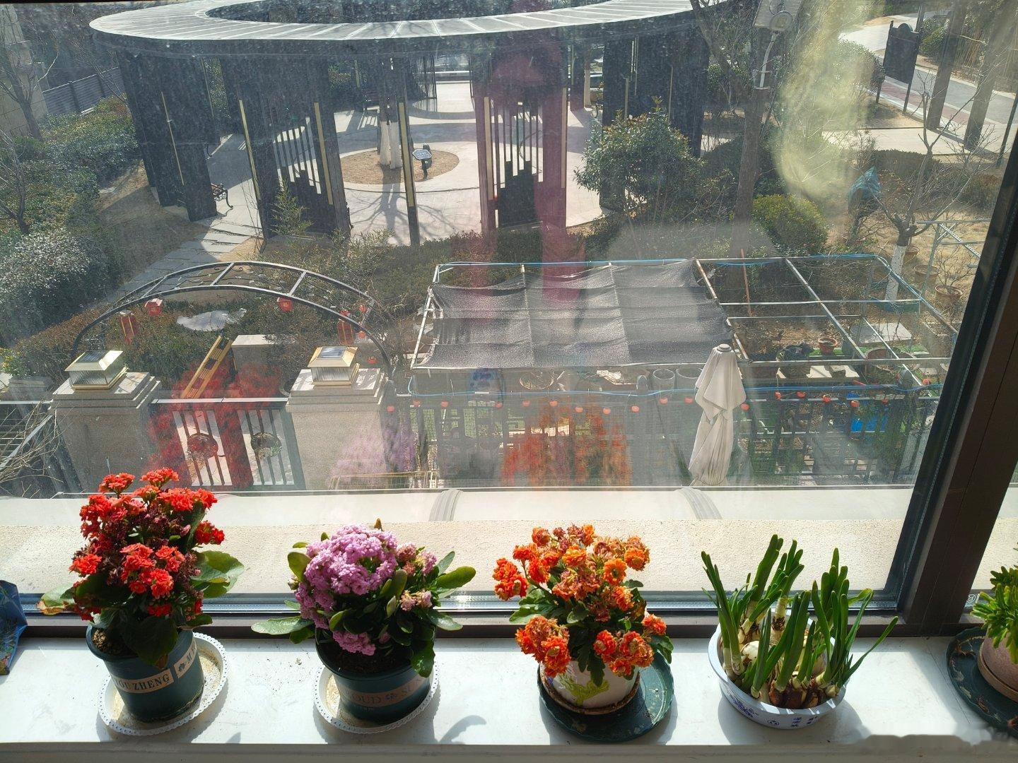 水仙花  终于在除夕夜绽放了