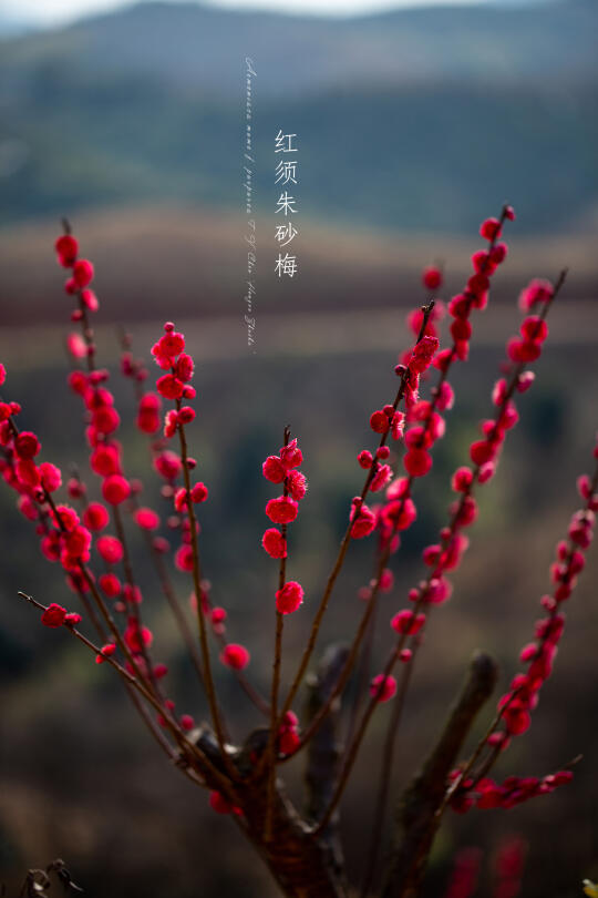 红须朱砂梅｜Armeniaca mume f. purpurea