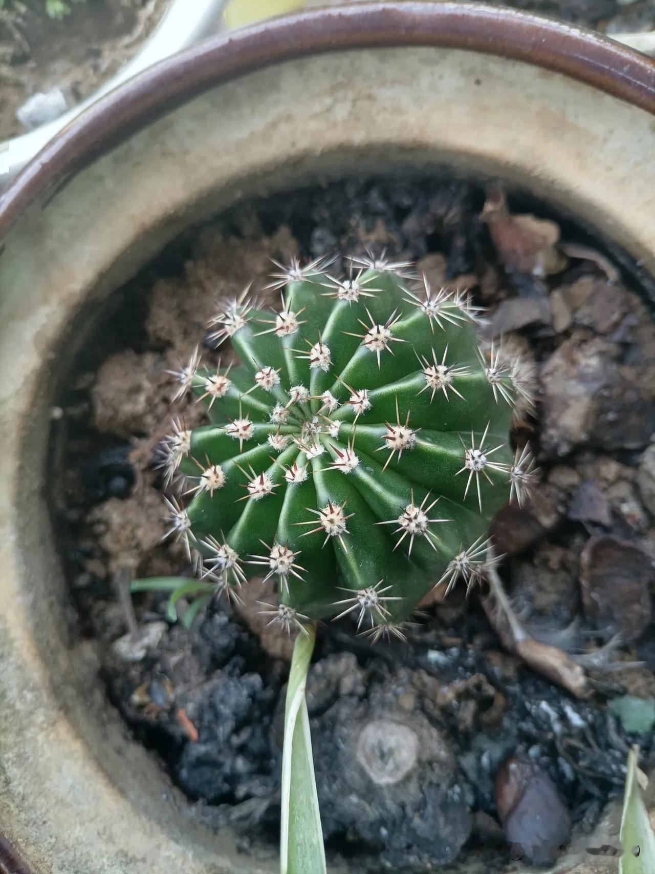 可爱的小仙人球！