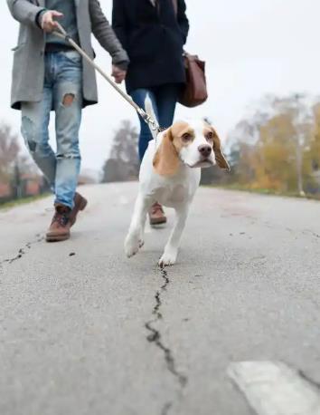 不拴绳遛狗最高可拘10天？这些情形最容易被罚：
你家楼下那个总说“我家狗不咬人”