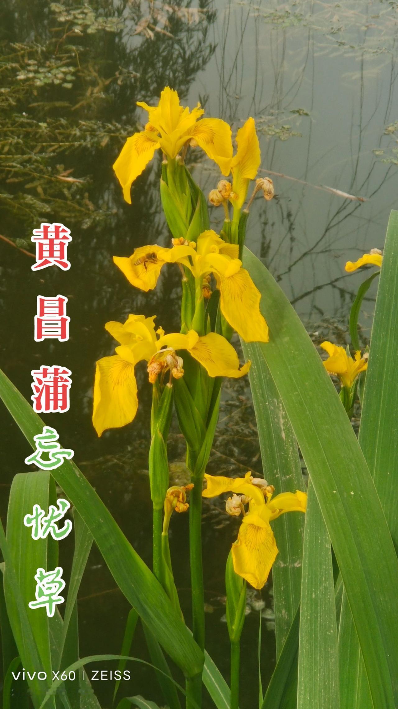 看见音乐 花花草草 随拍
