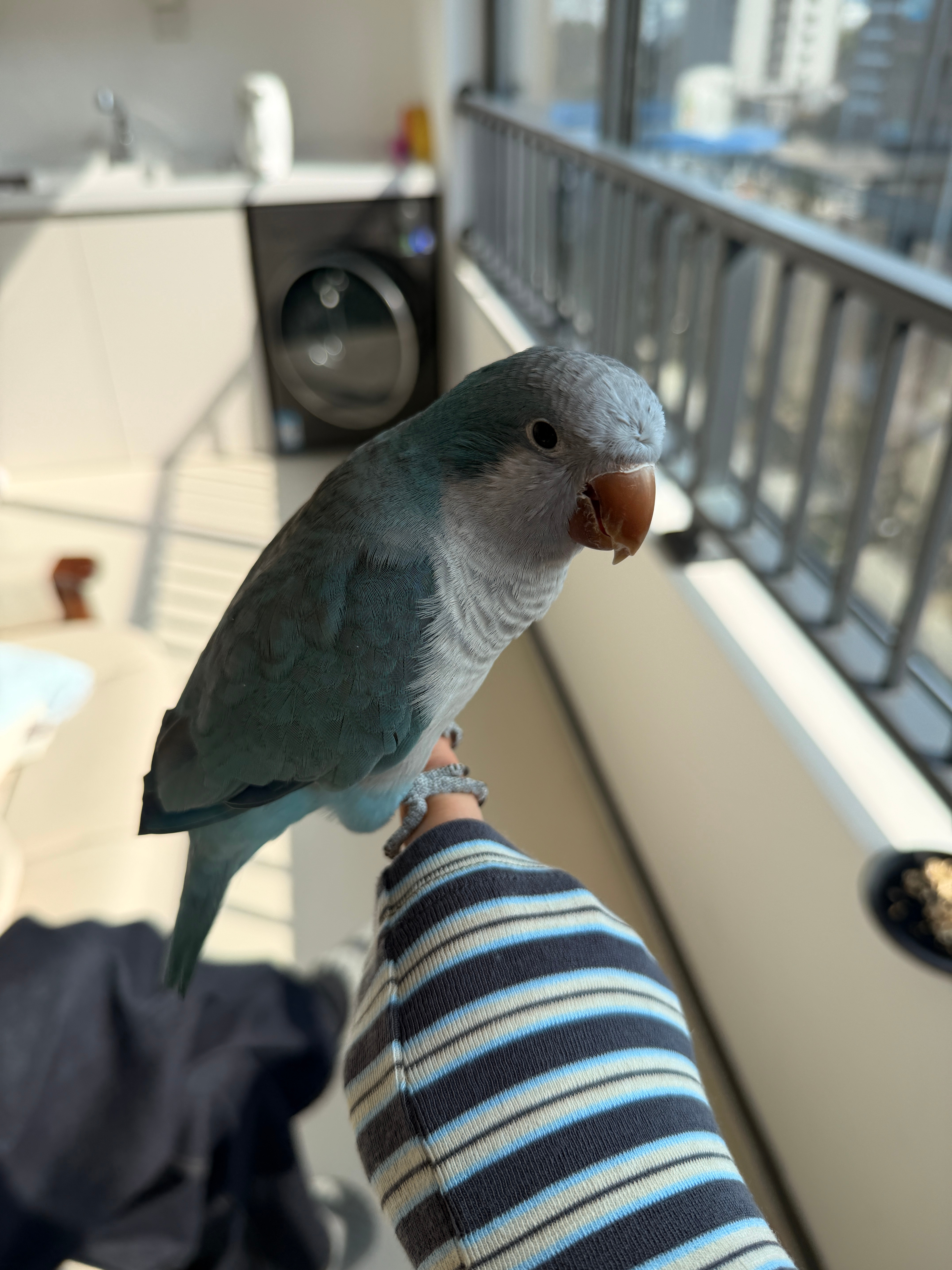 这个品种-和尚。都已经涨到10000块了！它在给我捋头发～嘿嘿😁 合肥