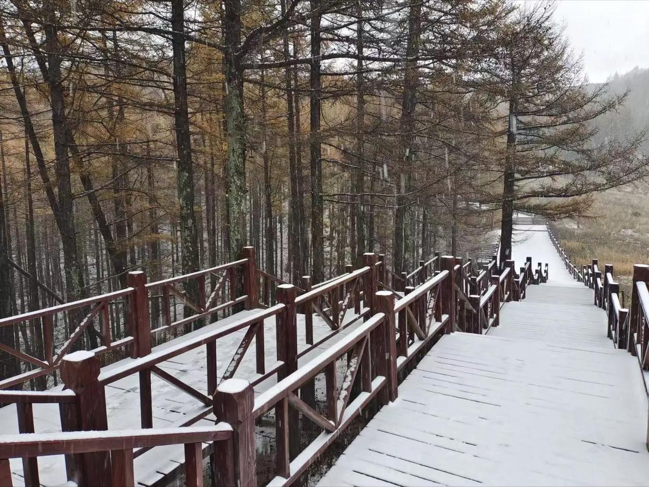 石家庄下雪啦！雪景好美！

今天，朋友给我发来几张照片，和我分享他看到的雪景！