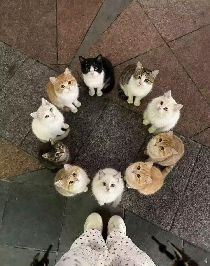 谁能拒绝围成一圈的小猫咪呢 ​​​