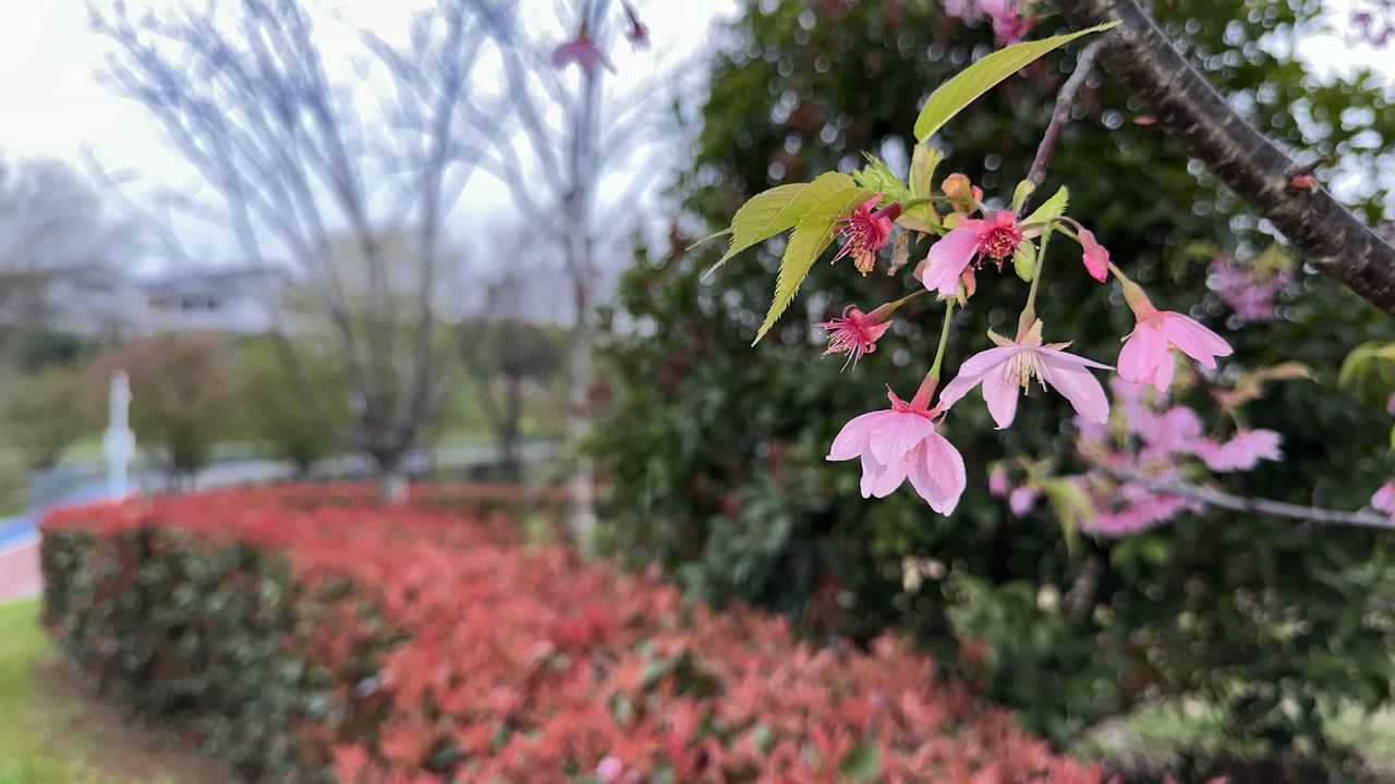 二月初二，春分。10条春分节气民俗：

1. 竖蛋：民间有“春分到，蛋儿俏”的说